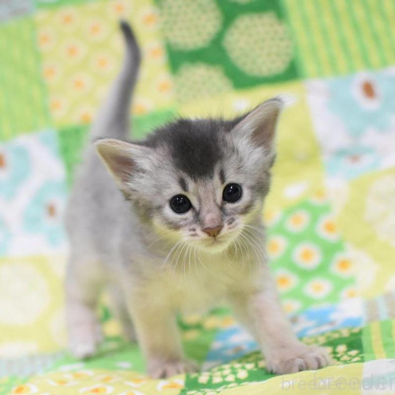 販売中の大阪府のソマリ-126293の1枚目
